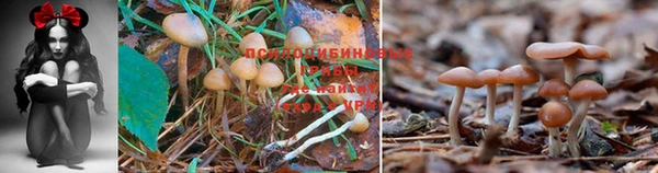 скорость Богородицк